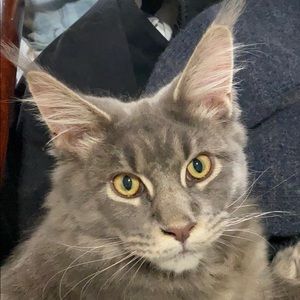 Meet your Posher, Maxine